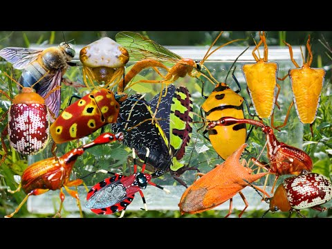 Wild Insect Hunting: Long-Necked Beetles, Exotic Grasshoppers, Rare Stink Bugs & More