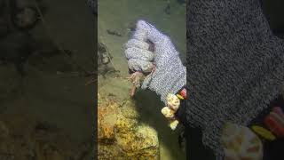 I catching seafood on the seafloor-P1027-1.#fishing #ocean #deepsea #nature #beach