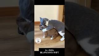 きょうも推し(イヌ)が可愛すぎてバグるネコ　#cat #animals #猫 #shorts