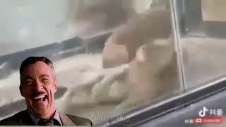 Download lagu RANDOM PARA TOLOL TERBARU 2019!!! ASLI NGAKAK 10 MENIT TAHAN TAWA TERBARU!!! mp3