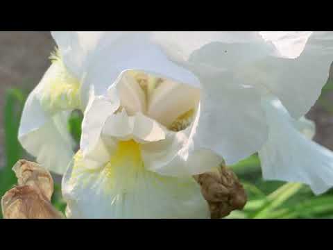 Marco Flower Videography