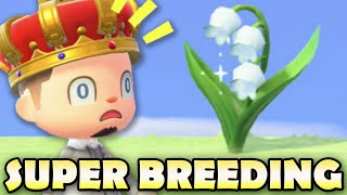 🌼 Lily-of-the-Valley SUPER BREEDING in Animal Crossing New Horizons | Jacob