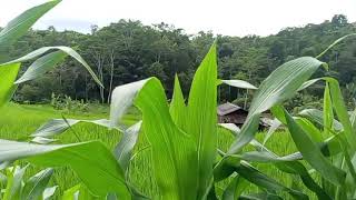 Download lagu KERANDA CINTA, TAJAMNYA KARANG - REVINA ALVIRA - DANGDUT KLASIK - GASENTRA TERBARU 2025 mp3