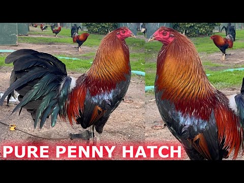 PURE PEENY HATCH GREY JAP Sahuayo Farm Beautiful Birds Farm Visit