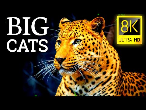 BIG CATS in 8K Ultra HD – Tiger, Lion, Cheetah, Leopard, Jaguar, Lynx