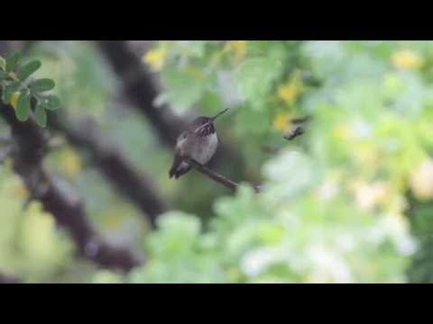 Calliope Hummingbird at Park Point Recreation Area, Duluth