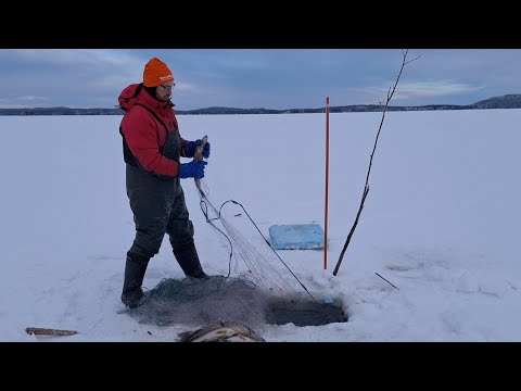Talviverkoilla 20.1.26. 4000 tilaajan verkko arpajaiset! Ja hyvin kalloo!
