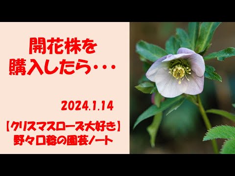  2024 年の満月とガーデニング – 月の満ち欠けに応じて、いつ何を植えるべきか?  庭園
