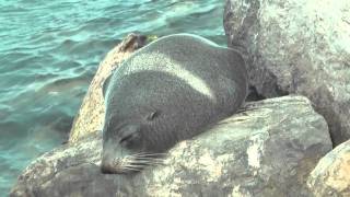 preview picture of video 'Kingscote Seals'