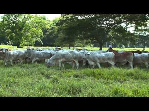 Minuto con el Cebú Hembras en Pastoreo Noviembre 9