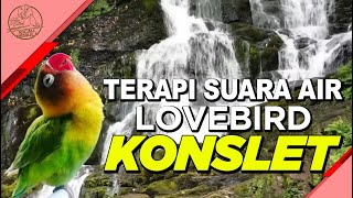 Download lagu Terapi Suara Air Lovebird Konslet mp3