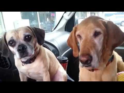 Cooper Loves Ice Cream