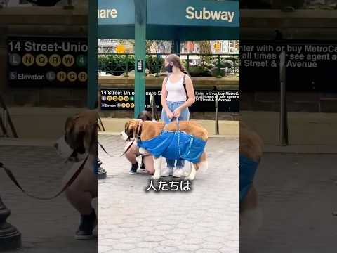 犬をIKEAのバッグに入れる理由