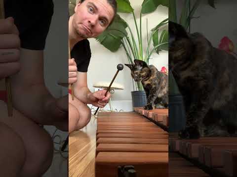 Donkey Kong Gang Plank Galleon on Xylophone with a cat