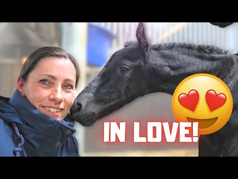 First Saly doesn't let me touch him. Later she accepts me. Elvis is very cute!! | Friesian Horses