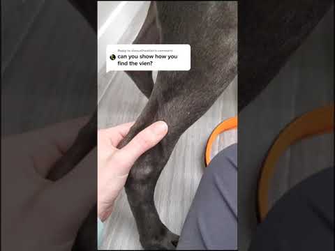 How To Use Lateral saphenous vein in a dog For Massive Growth