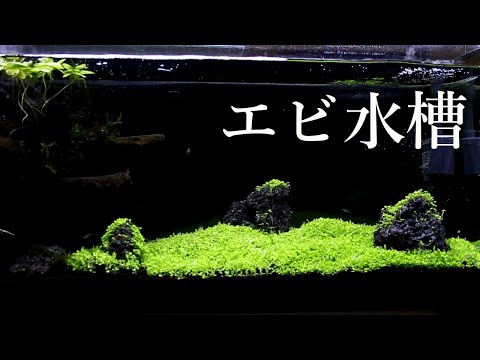 エビを水槽で飼う