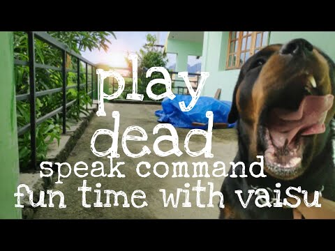 FUN TIME WITH VAISU THE ROTTWEILER | BEST GUARD DOG | ONE MAN DOG | LIVING WITH ROTTWEILER | 4K