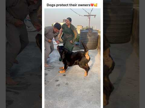 Wait for Rottweiler dog😍 #rottweilerthebruzzo9212 #rottweiler #dog #shorts