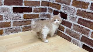 ノルウェージャンフォレストキャットの動画01