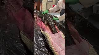 Download lagu apakah piton bisa makan aligator utuh #faktaunik #faktamenarik #buaya #ular mp3 Download lagu apakah piton bisa makan aligator utuh #faktaunik #faktamenarik #buaya #ular mp3