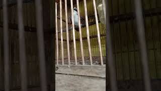 Download lagu SUARA BURUNG CUCAK KOPI mp3 Download lagu SUARA BURUNG CUCAK KOPI mp3
