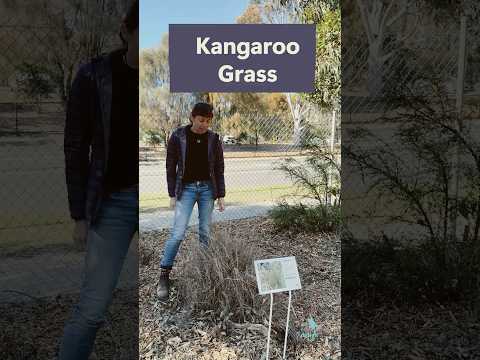 Kangaroo Grass Maintenance