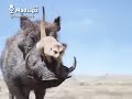 Timon și Pumba Corona