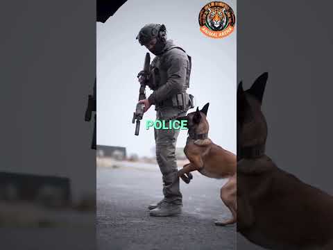 Meet the Belgian Malinois: The World's Most Athletic Dog Breed!