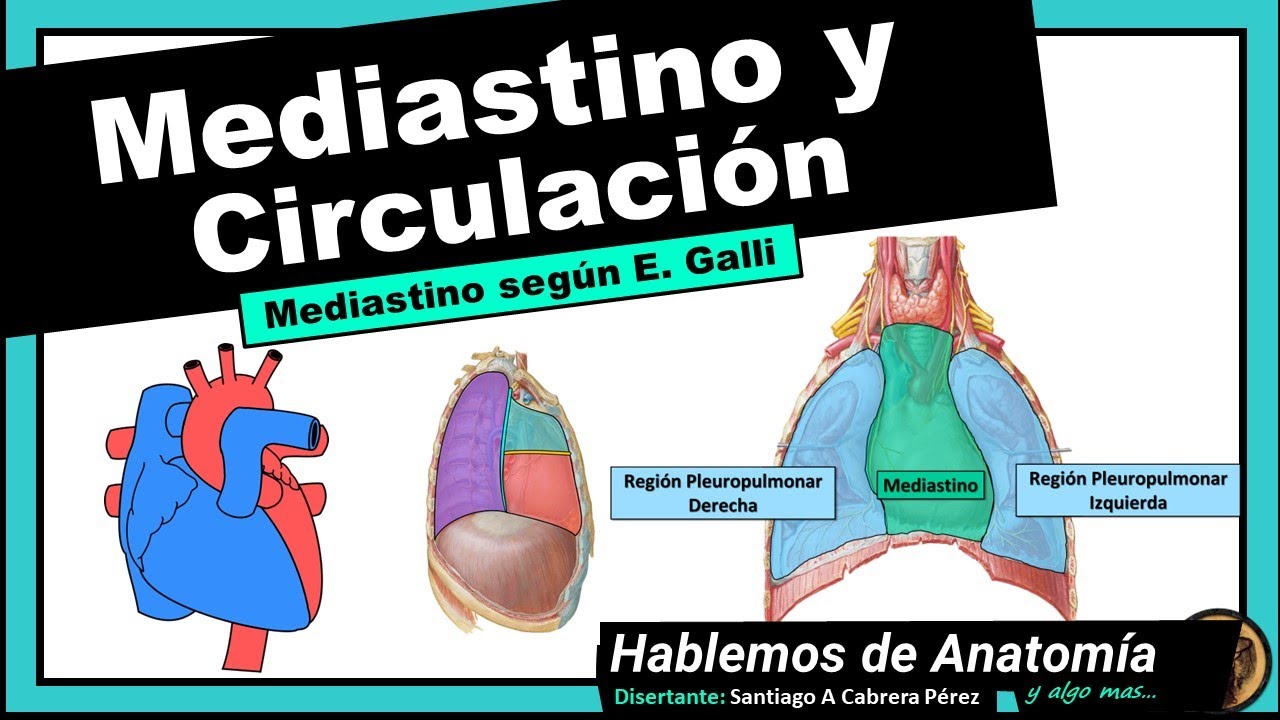 🔴👉 MEDIASTINO (E. Galli) Y CIRCULACION  🟩 ANATOMIA 🟪