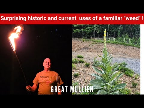 Great Mullein: fascinating uses and natural  History!