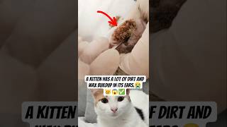 A kitten has a lot of dirt and wax buildup in it ear#KittenCare #PetHealth #EarCleaning #AnimalCare