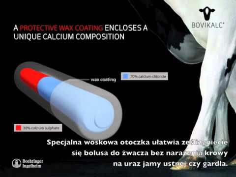 Samica rozluźnienie mięśni Zazwyczaj kulturystyki konkursy
