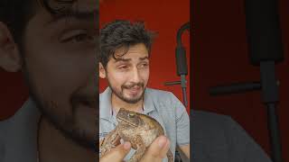 sapo cururu virou uma verdadeira praga na Austrália e está fora de controle