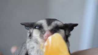 glider trevor asleep lover extent phalanger volant dierenbox