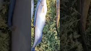 catfish hunting by AK shikhari #bigcatfish #fishing #fish #trending #viral #nature #catfish