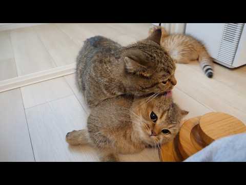 Cats Lili and Charo are more pampered and eager to be reflected than the kittens!