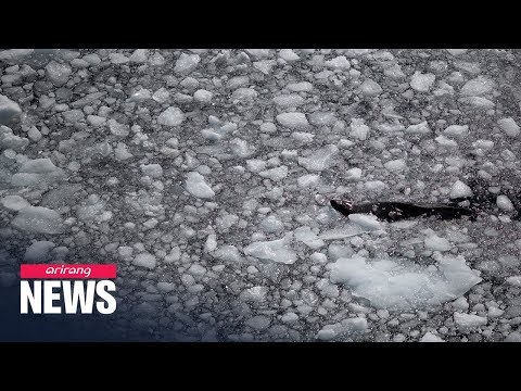 Temperature in Antarctica hits 20.75°C on Feb. 9; hottest on record