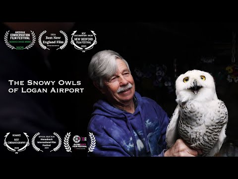 The Snowy Owls of Logan Airport