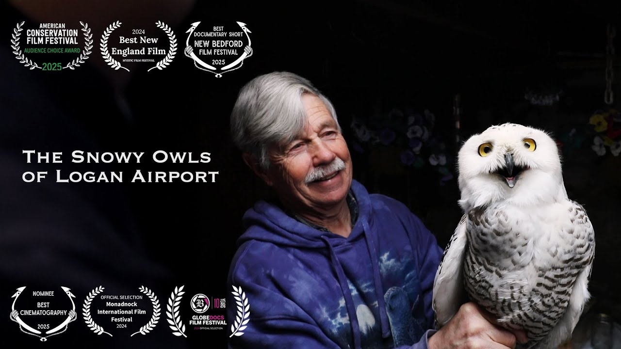 The Snowy Owls of Logan Airport — Official Trailer