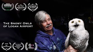 The Snowy Owls of Logan Airport