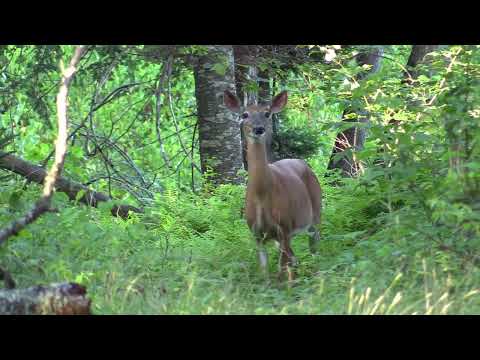 Whitetail Deer Warning "Stomp And Blow"