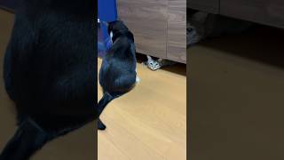 影から影へ飛んでいく猫 #shorts