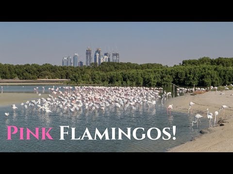 Spotting Pink Flamingos in Dubai! Ras Al Khor Wildlife Sanctuary