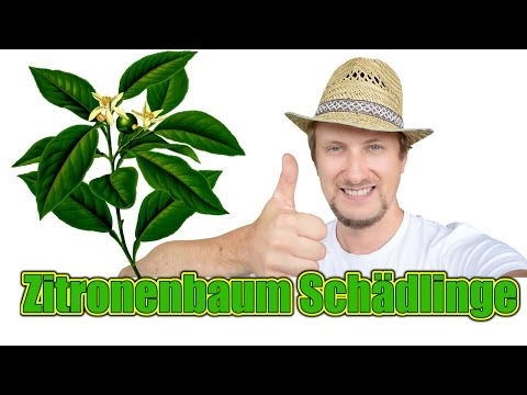 , title : 'Zitronenbaum Blattläuse & Schädlinge vorbeugen & bekämpfen'