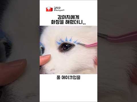 강아지에게 화장을 해줬더니