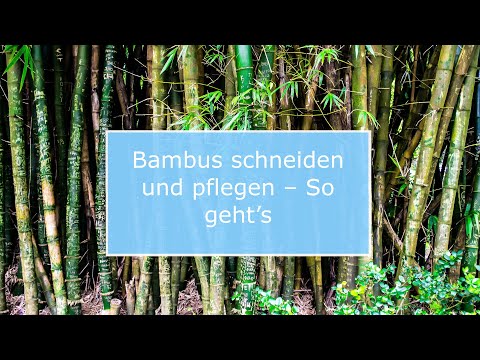 🏡 Bambus schneiden und pflegen – So geht’s