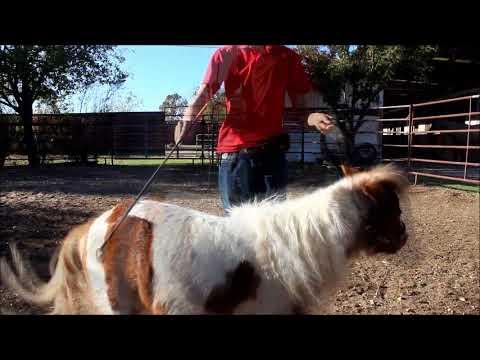 Miniture Horse Tricks