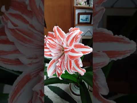 アマリリスの成長を促進し、再び花を咲かせる天然肥料は何ですか?  庭園