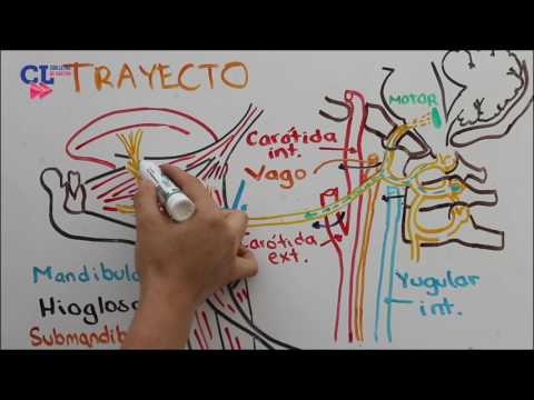 XII PAR CRANEAL. NERVIO HIPOGLOSO